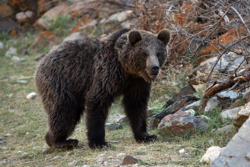 حال خوب خرس‌های قهوه‌ای در منطقه ارژن- پریشان فارس