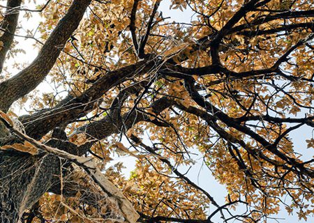 مبارزه علمی با آفت درختان بلوط زاگرس در فارس ادامه دارد