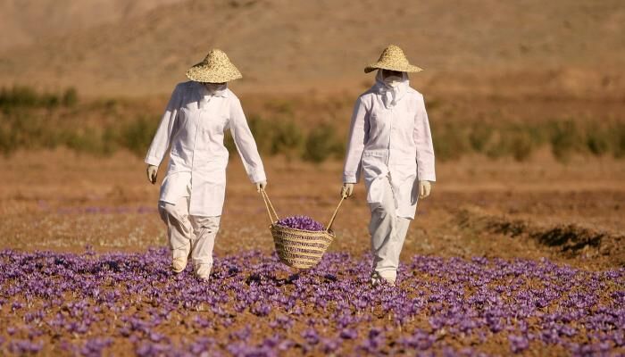 تولید زعفران در کشور حدود ۵۰ درصد کاهش داشت
