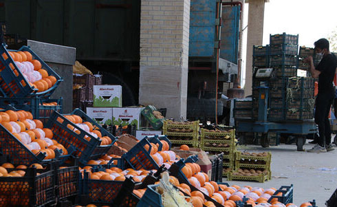 رسیدگی به ۱۰۵۹ پرونده میوه فروش متخلف در فارس