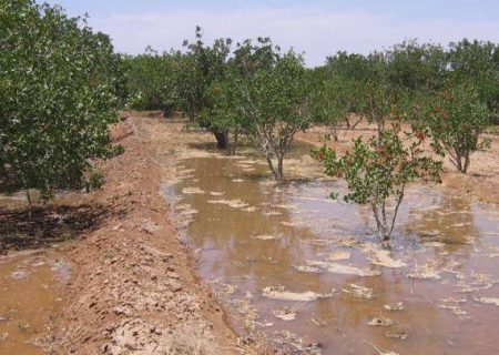 انتقاد برخی کشاورزان از آبیاری غرقابی در یکی از صحراهای کشاورزی شهرستان انار