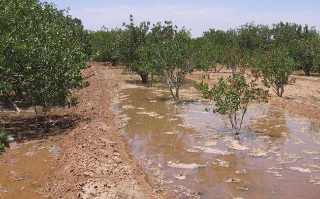 انتقاد برخی کشاورزان از آبیاری غرقابی در یکی از صحراهای کشاورزی شهرستان انار
