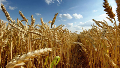طرح تولید پایدار گندم برای تامین ۱۳.۵ میلیون تن محصول اجرا می شود