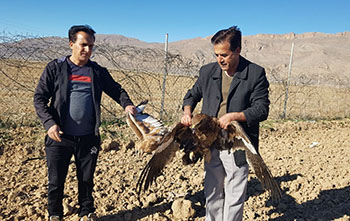 عقاب طلایی و سارگپه در ارسنجان از تله رهایی یافتند