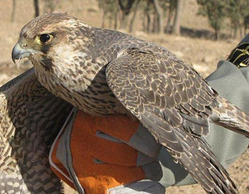 ۲ پرنده شکاری در شیراز از دست قاچاقچیان نجات داده شد