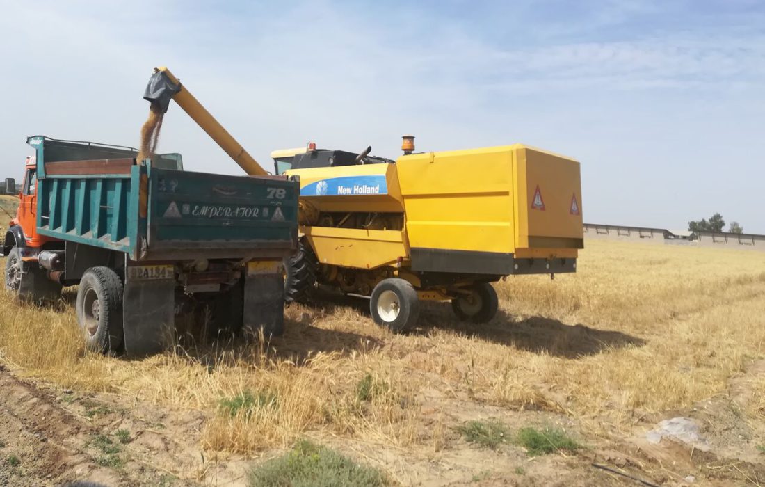 افزایش ۴۰ درصدی خرید گندم از کشاورزان فارس