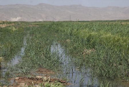 مزارع آبیاری شده با فاضلاب در شیراز قلع و قمع شدند