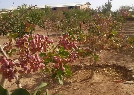 فرماندار رفسنجان: وزارت کشاورزی اصراری بر کشت پسته ندارد