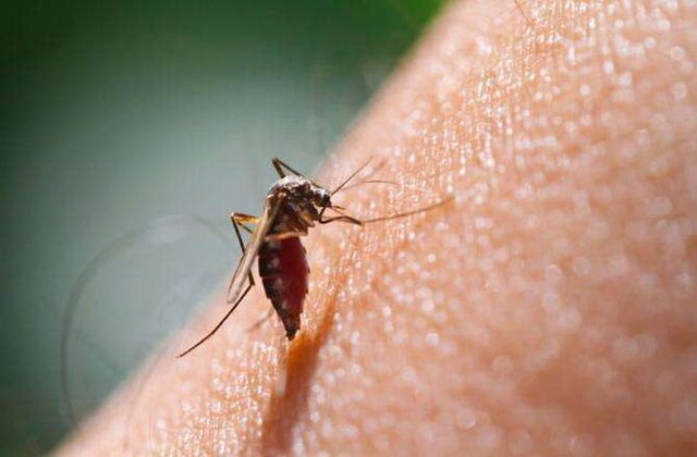 ابتلای ۴۰ نفر در استان کرمان به مالاریا