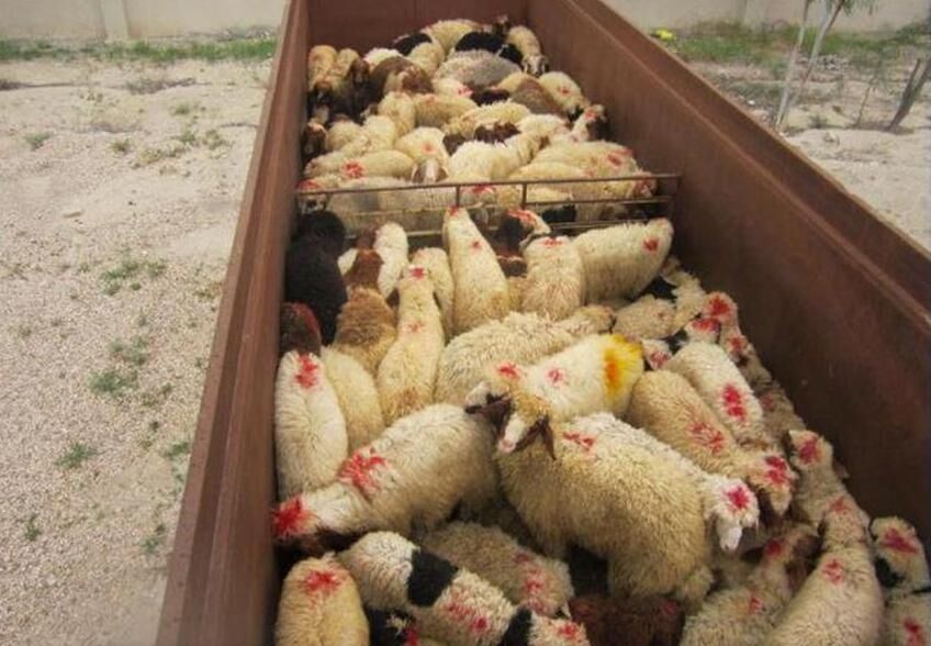 کشف ۱۲۳ گوسفند قاچاق در انار