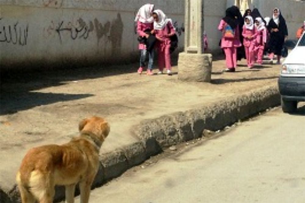 ۲۶۹ مورد حمله سگ و گربه به کودکان در انار طی یک سال و نیم اخیر